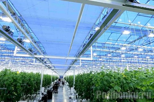 Министр сельского хозяйства РФ призвал развивать тепличное овощеводство в Хабаровском крае